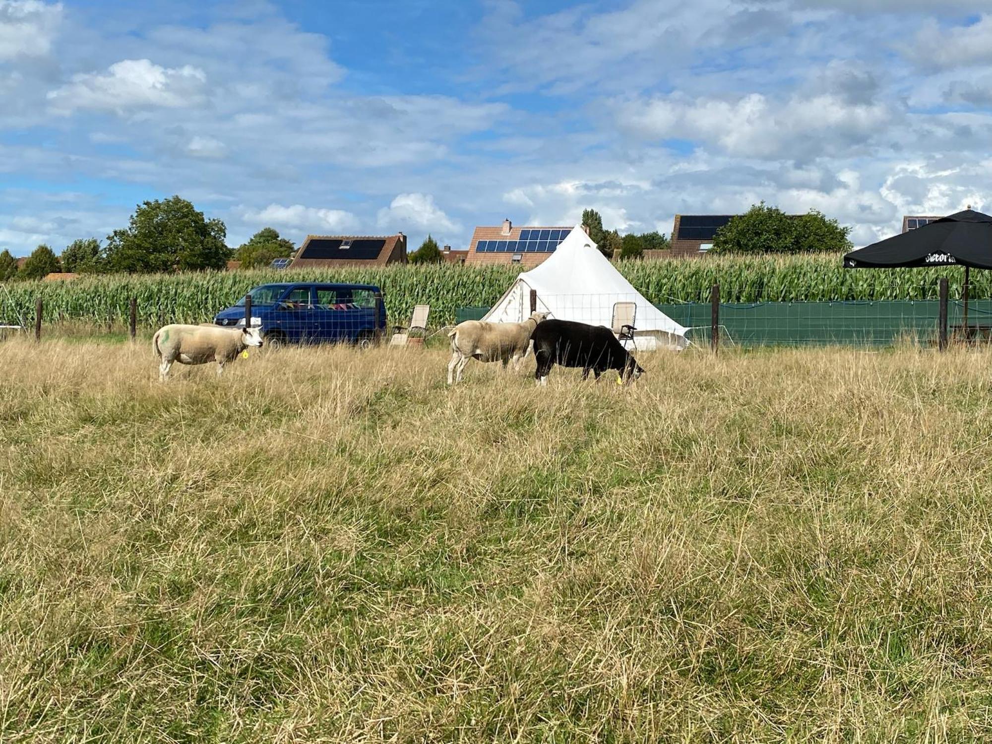 Camp Mangoeste Zedelgem Eksteriør billede
